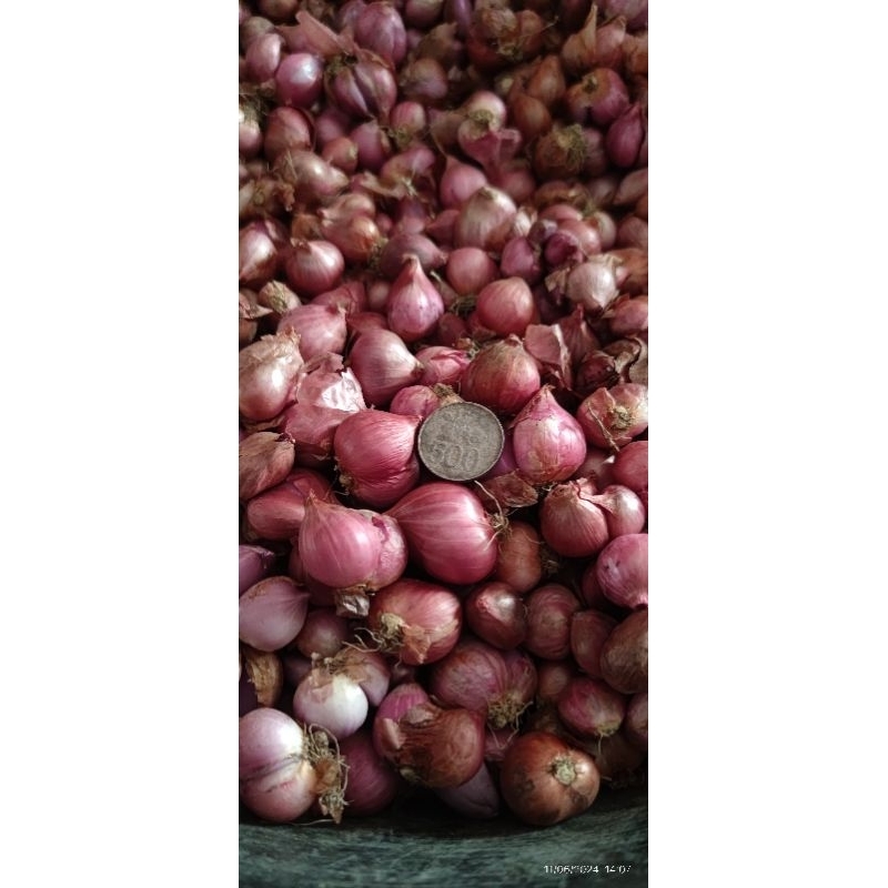 

Bawang Merah Besar Supercross | Brambang lokal besar 500 gram