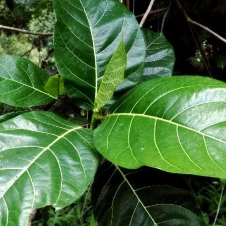 

Daun Kuciat Atau Daun Awar Awar Segar 1 kg