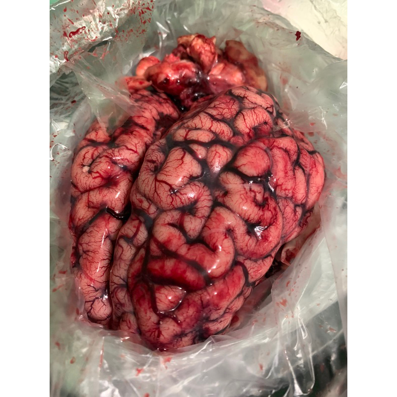 

OTAK SAPI FRESH SEGAR / OTAK SAPI MPASI