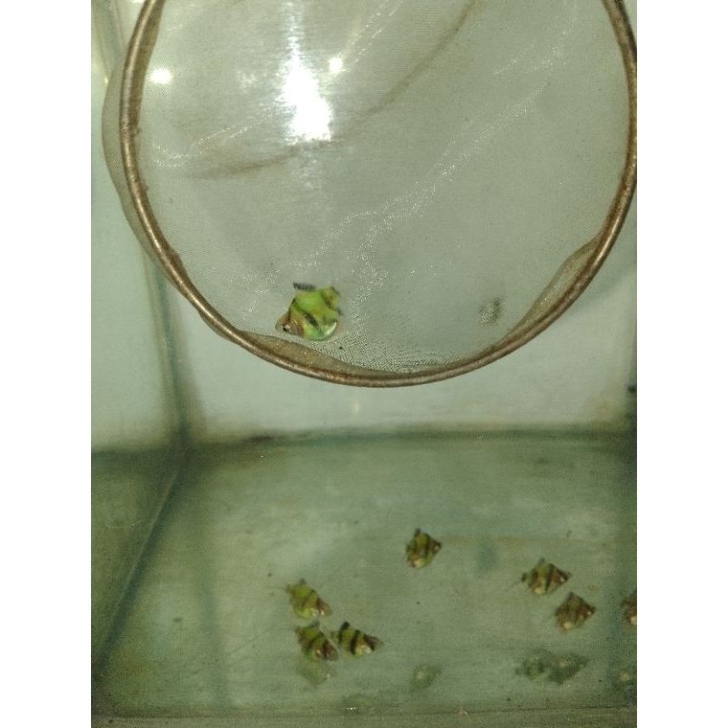 SUMATRA BALON GREEN GLOW