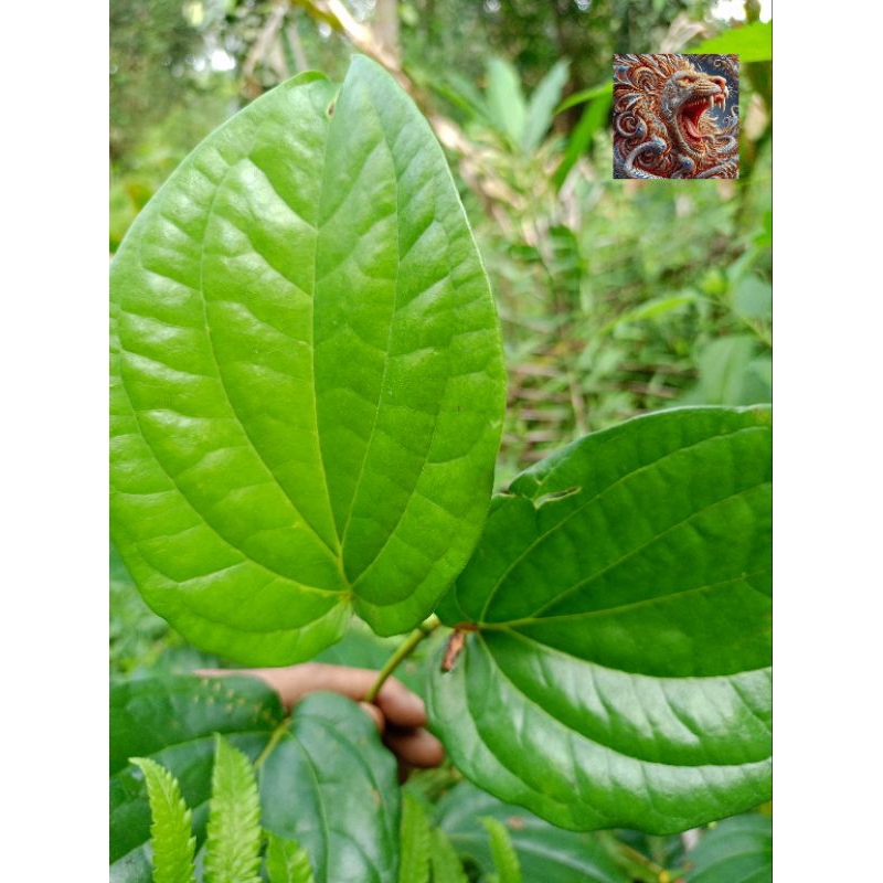 

Daun sirih hijau perlembar baru petik