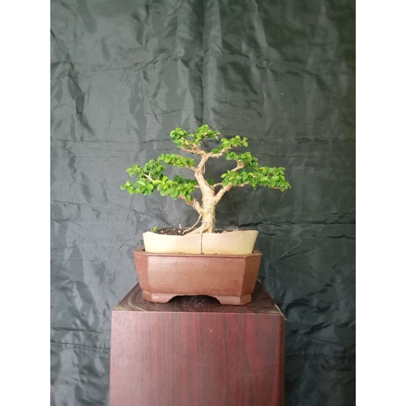 tanaman bonsai sisir/kaliage mame