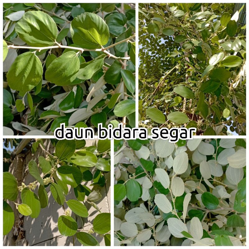 

Daun Bidara arab segar isi 500 lembar