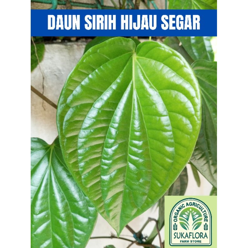 

Daun Sirih Hijau Segar Petik Langsung Dari Kebun Organik