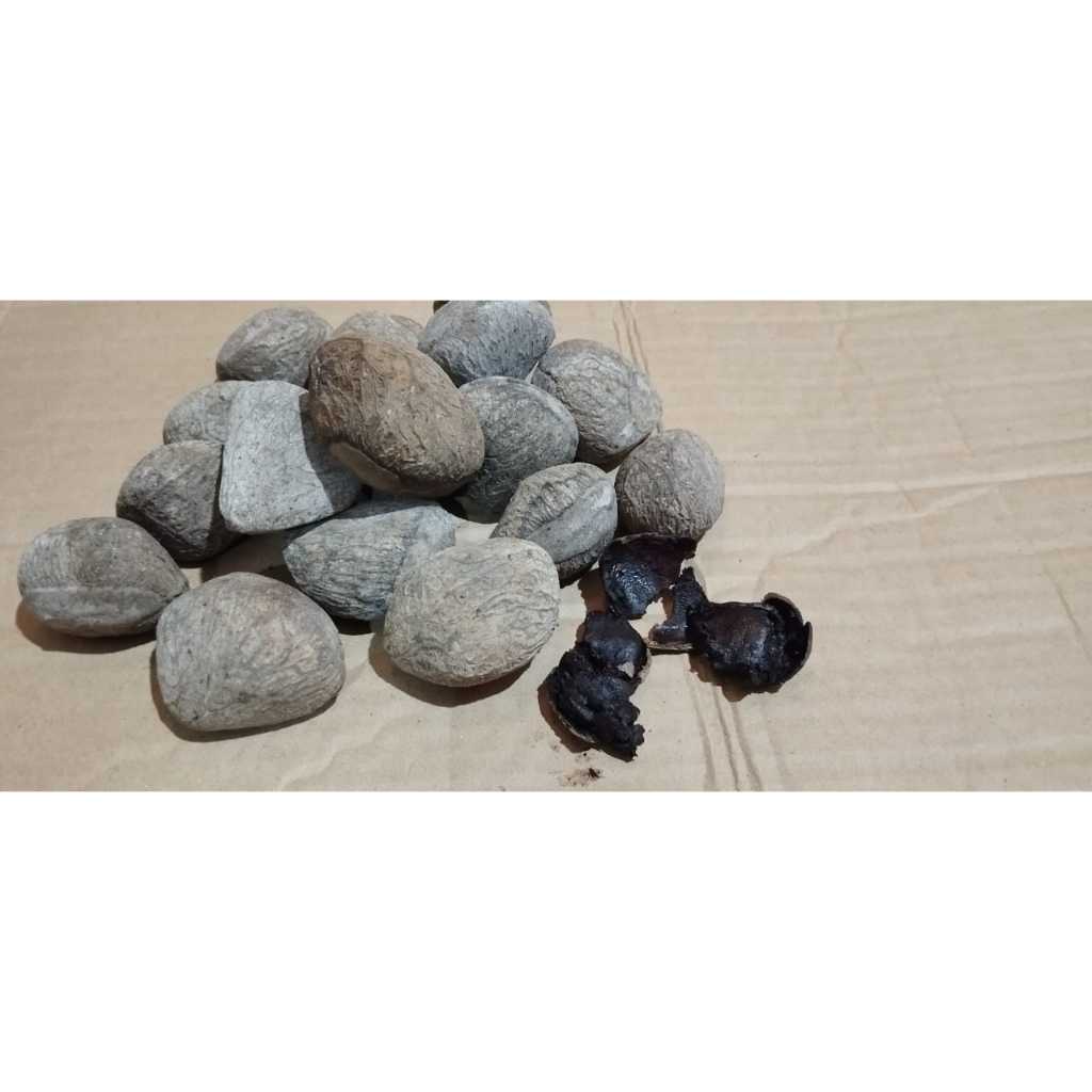 

Picung - Klewek - Kluwek - Kepayang 250 gram