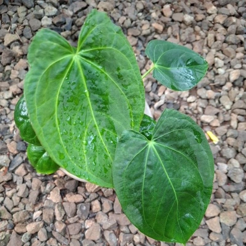 Anthurium Dark Phoenix Hybrid