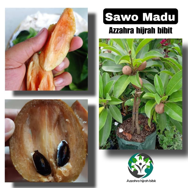 bibit tanaman sawo madu sudah berubah/berbunga/sawo madu cangkok/sawo madu super