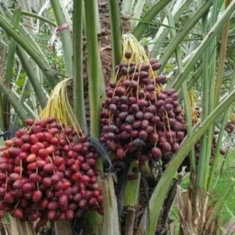 50 Benih Bibit Biji Kurma Tropis KL-1 THAILAND F1 Hibrida, Premium Import Seeds Super Manis