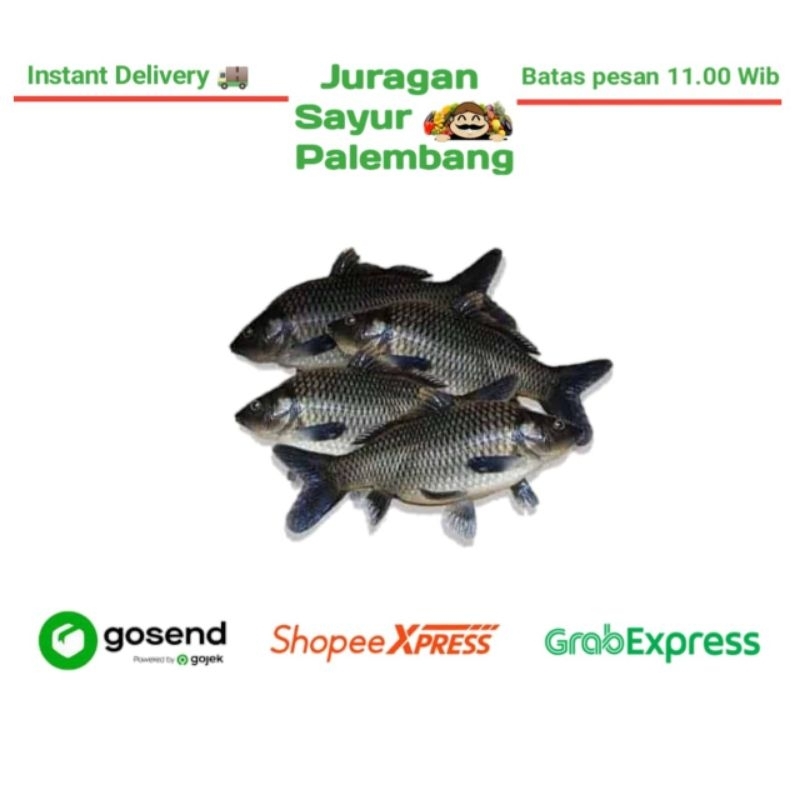 

Ikan Mas Segar - Juragan Sayur Palembang