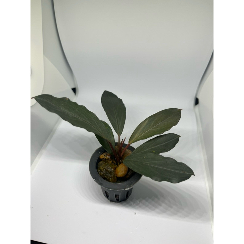 BUCEPHALANDRA SP SILVER GRAY