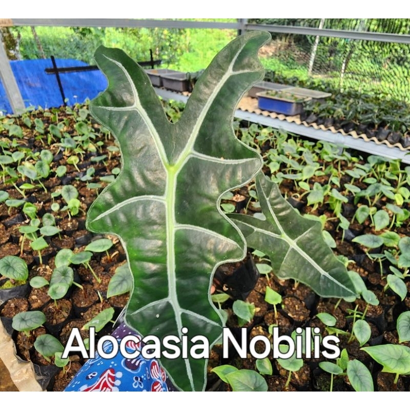 Tanaman hias Alokasia | Alocasia Nobilis | ukuran S