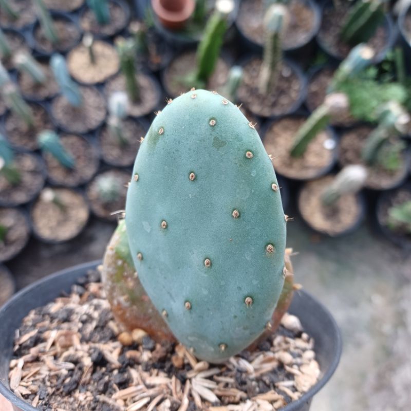 Kaktus Opuntia Robusta Blue