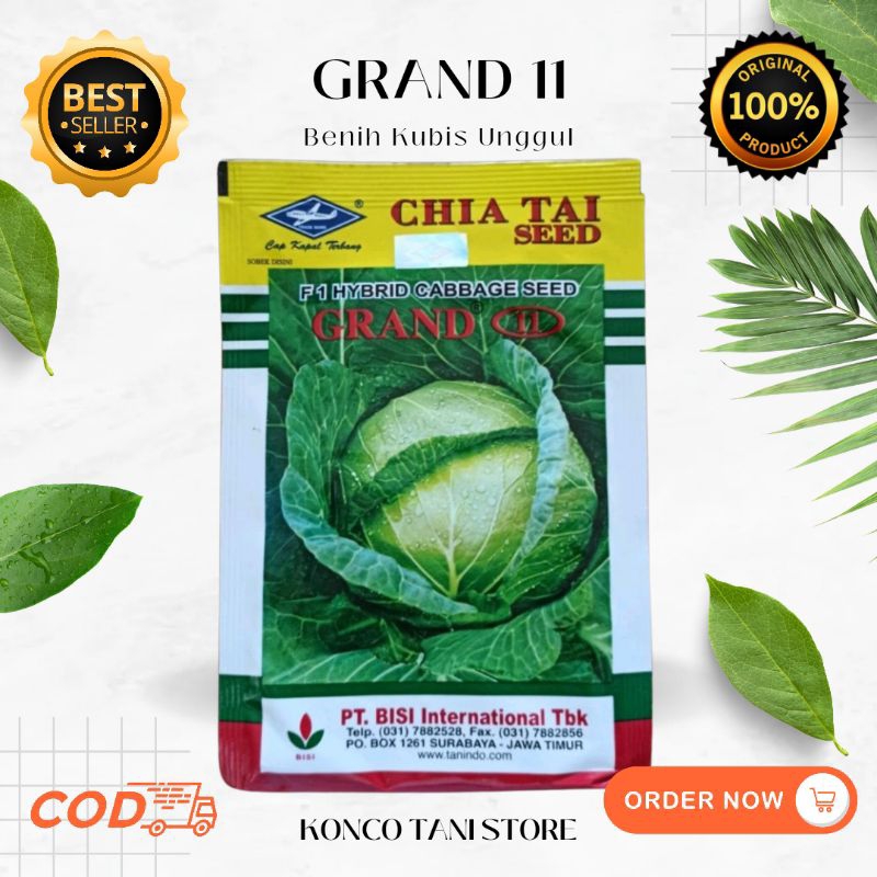 BENIH KUBIS GRAND 11