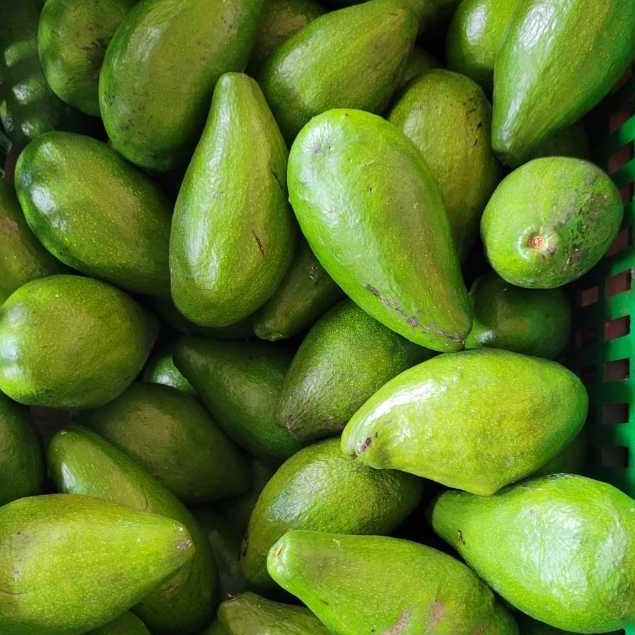 

RB Alpukat Mentega Chery Raja Alpukat Premium Bergaransi