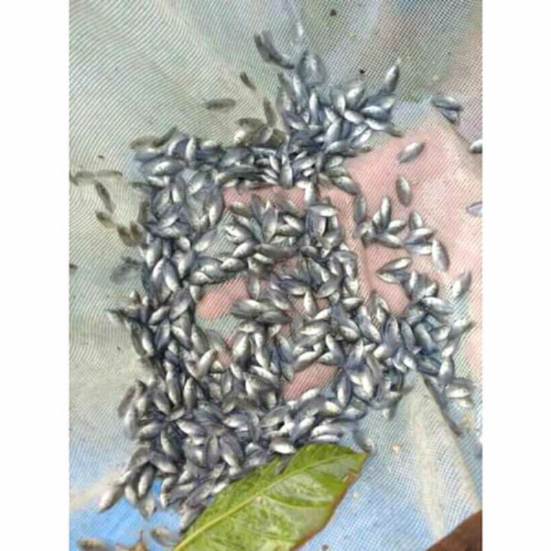 bibit gurame soang nguaci isi 50ekor