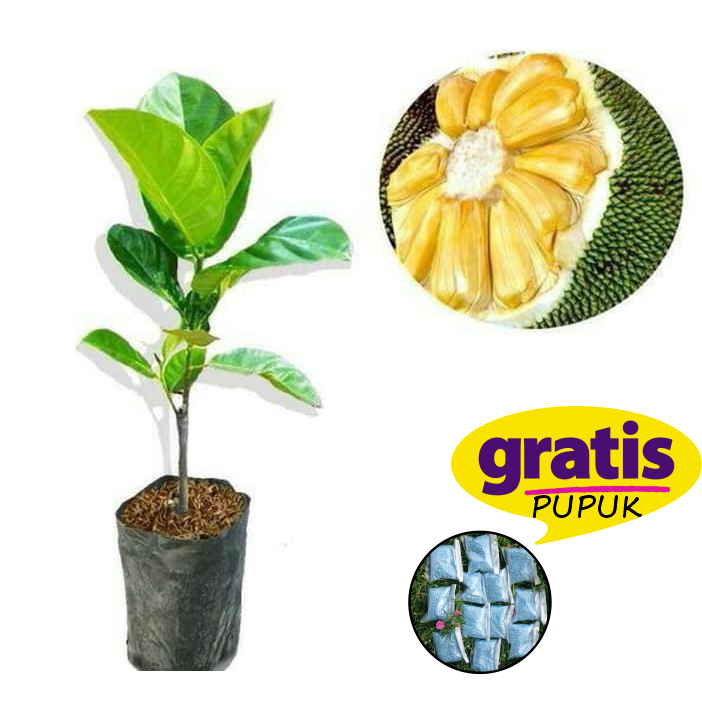 Bibit Nangka Madu Cepat Berbuah