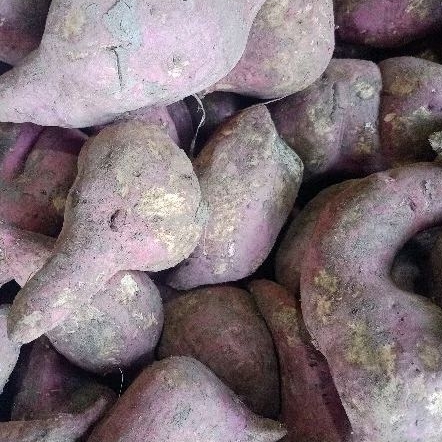 

Ketela / ubi kuning madu ungu