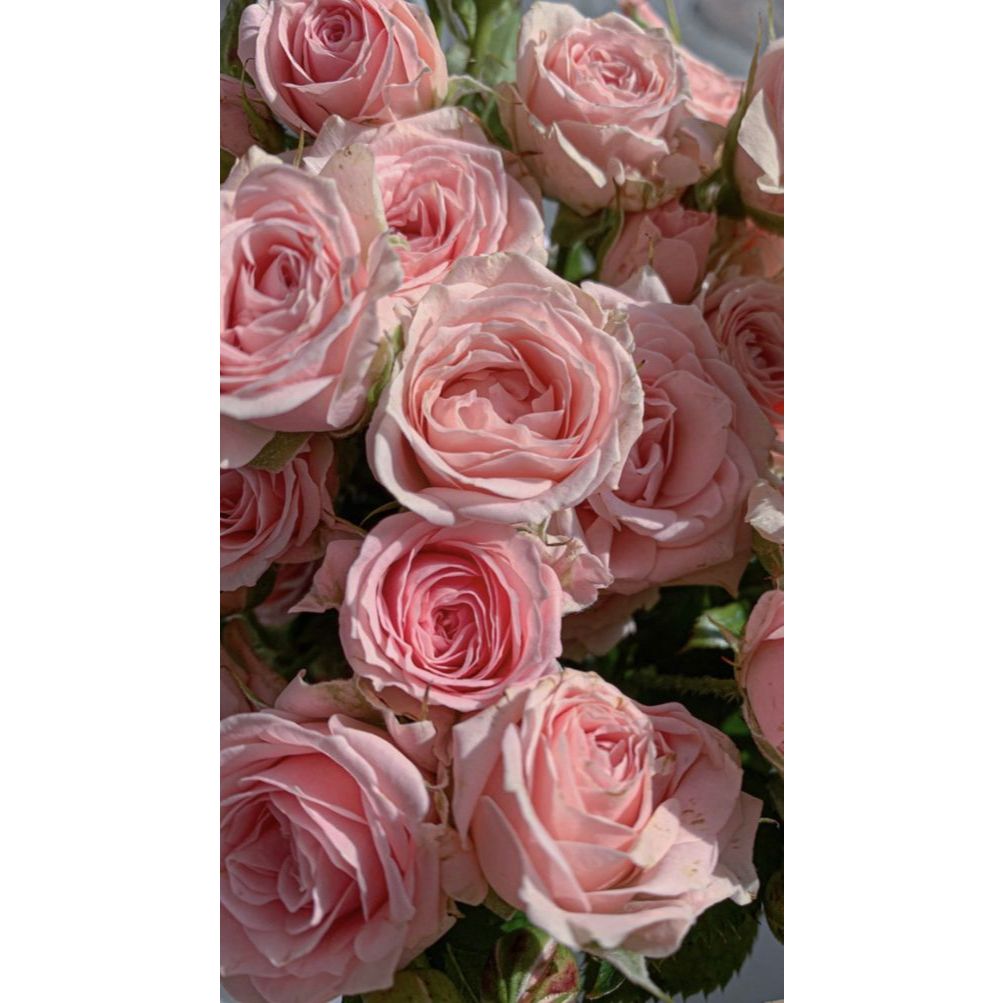 bunga potong mawar asli pertangkai