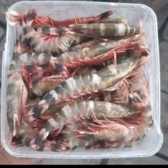 

Udang Windu Tiger Frozen