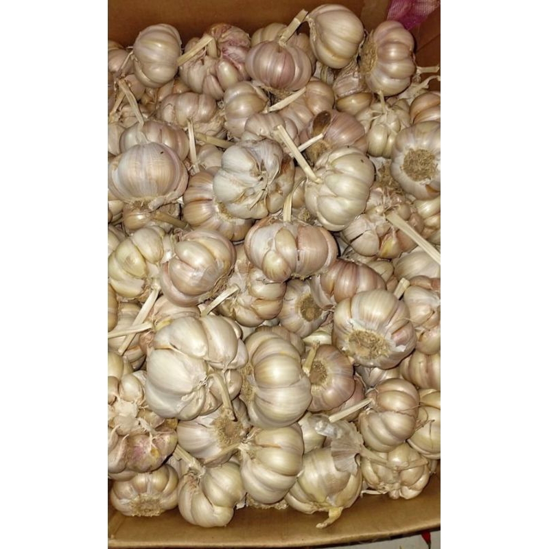 

bawang putih 1 kg