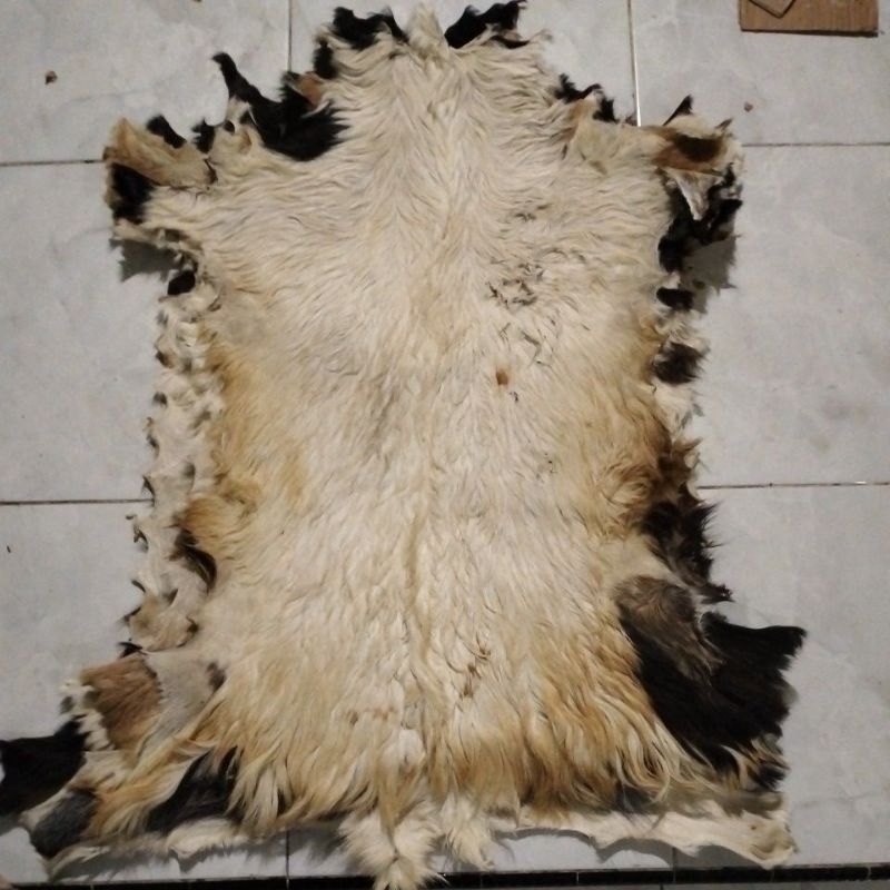 media kulit kambing berbulu