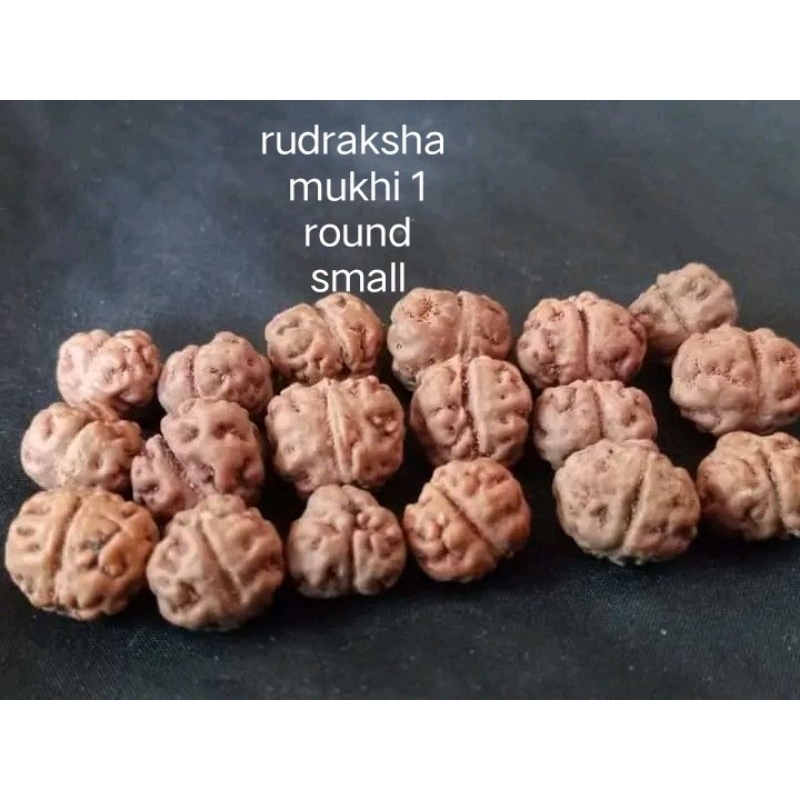 JENITRI RUDRAKSHA MUKHI 1 ROUND SMALL