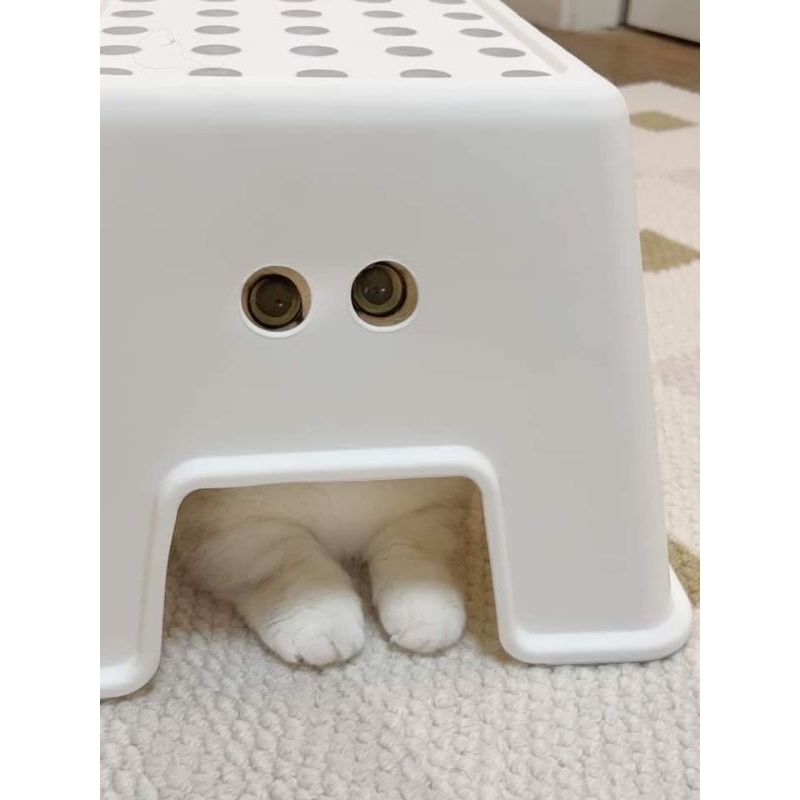 

Blueberry Cheese Ice Cream.