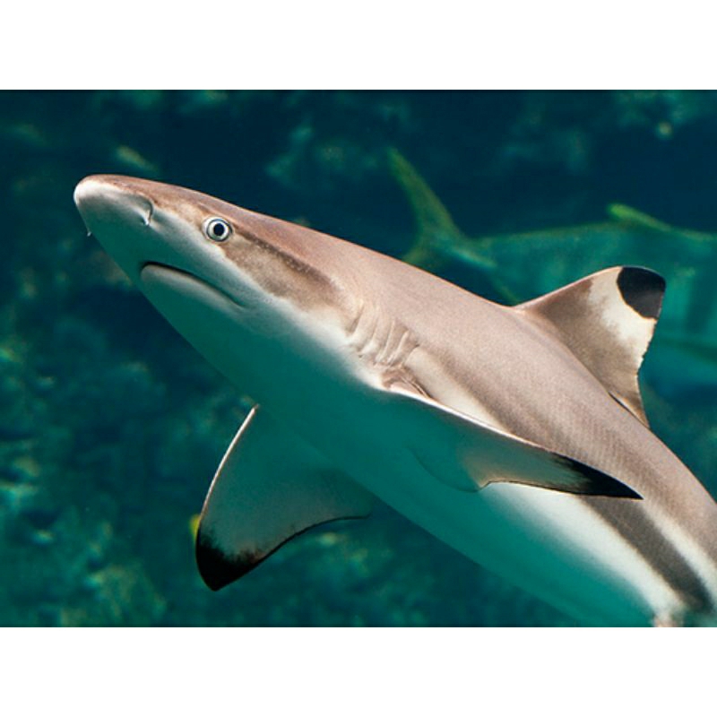 

BLACKTIP SHARKS /PREDATOR LAUT