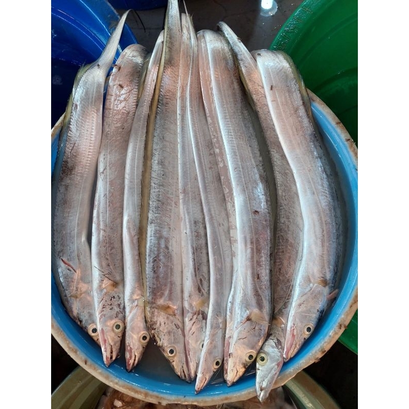 

PROMO IKAN LAYUR SEGAR