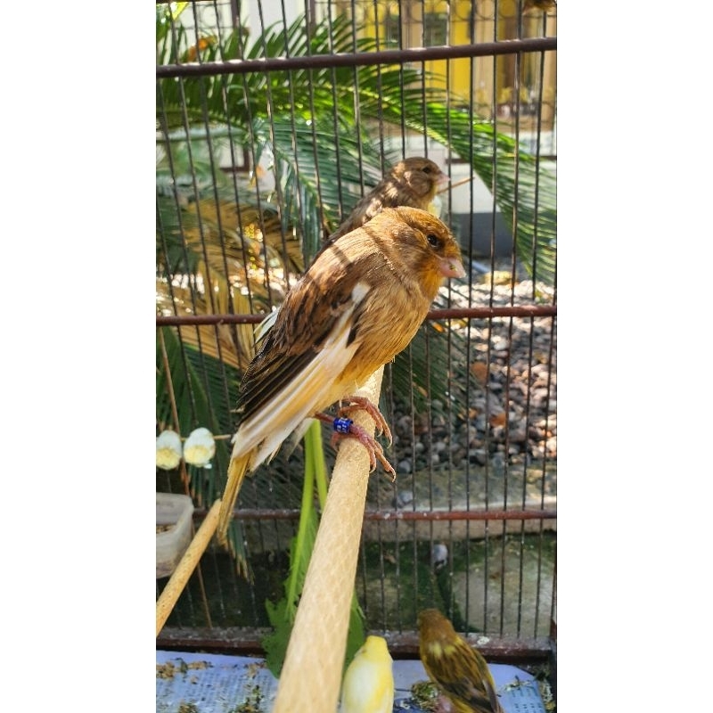 kenari yorkshire paud warna bagus