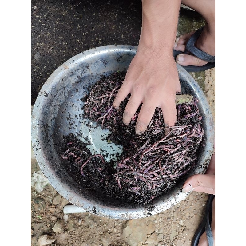 CACING TANAH MERAH/ CACING ANC HIDUP /CACING MERAH PAKAN UMPAN PAKAN IKAN PREDATOR CACING PAKAN BURU