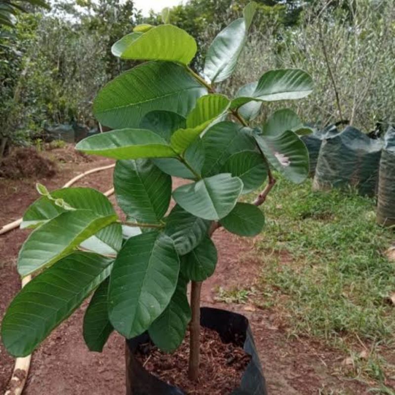 Pohon Jambu Kristal Merah Bibit Pohon Jambu Red Diamond