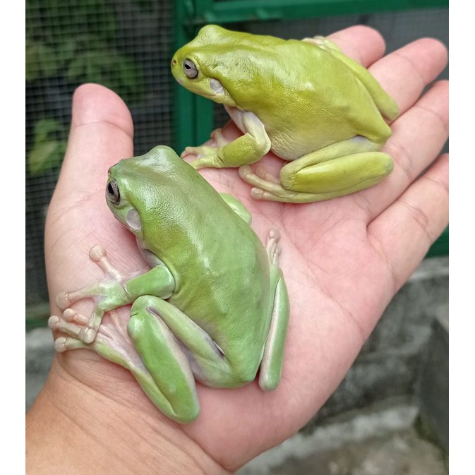 KODE V83B HIASAN AQUARIUM DUMPY FROG