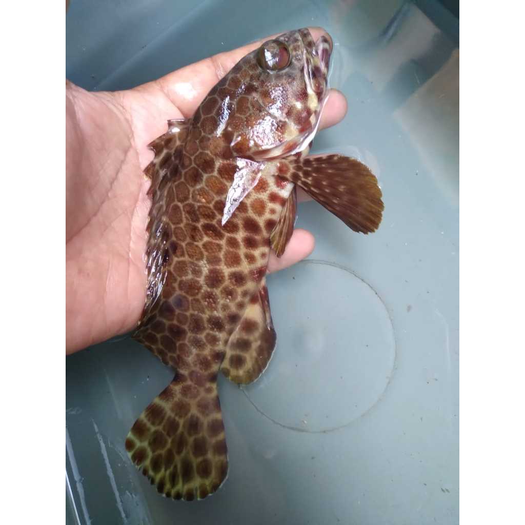 Kerapu SARANG TAWON - Honeycomb Grouper