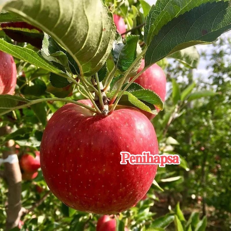Bibit Apel Fuji Merah Batang Besar Super Spesial