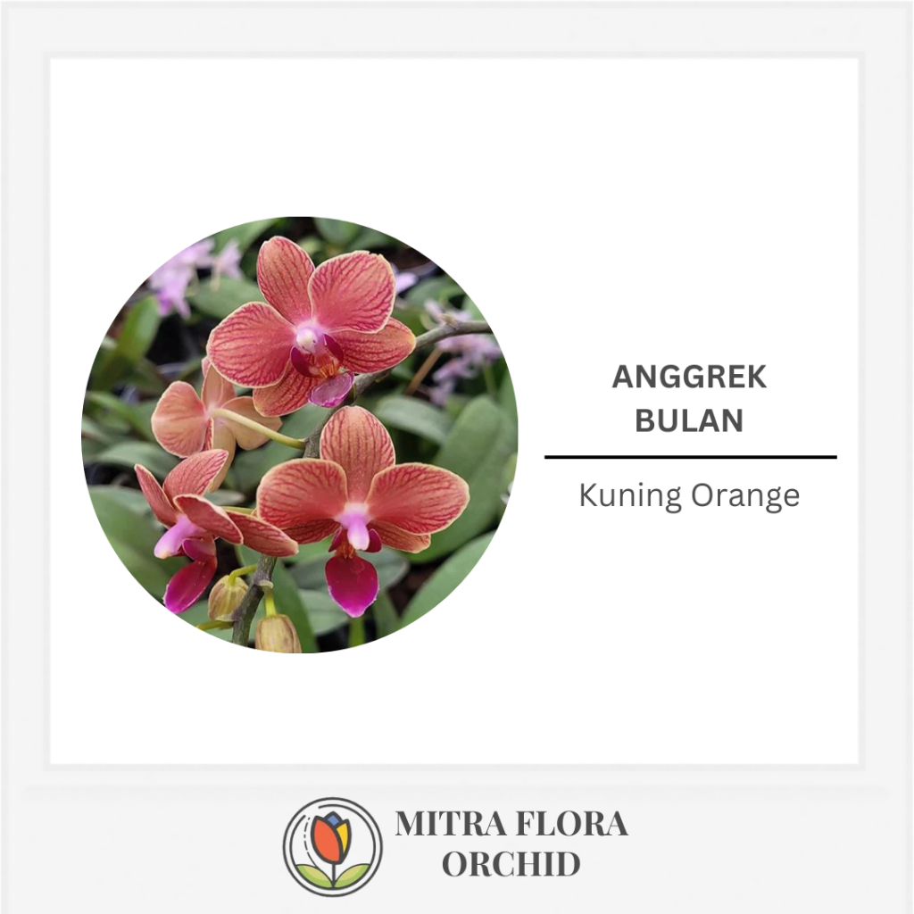 Anggrek Bulan Mini Kuning Orange