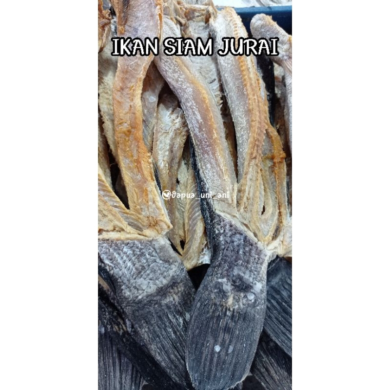 

IKAN SIAM JURAI