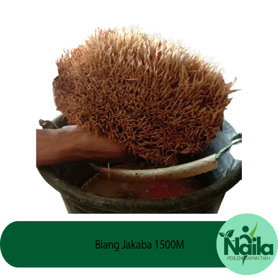 Biang Jakaba 1500Ml Full Sebotol #Pupuk Jakaba