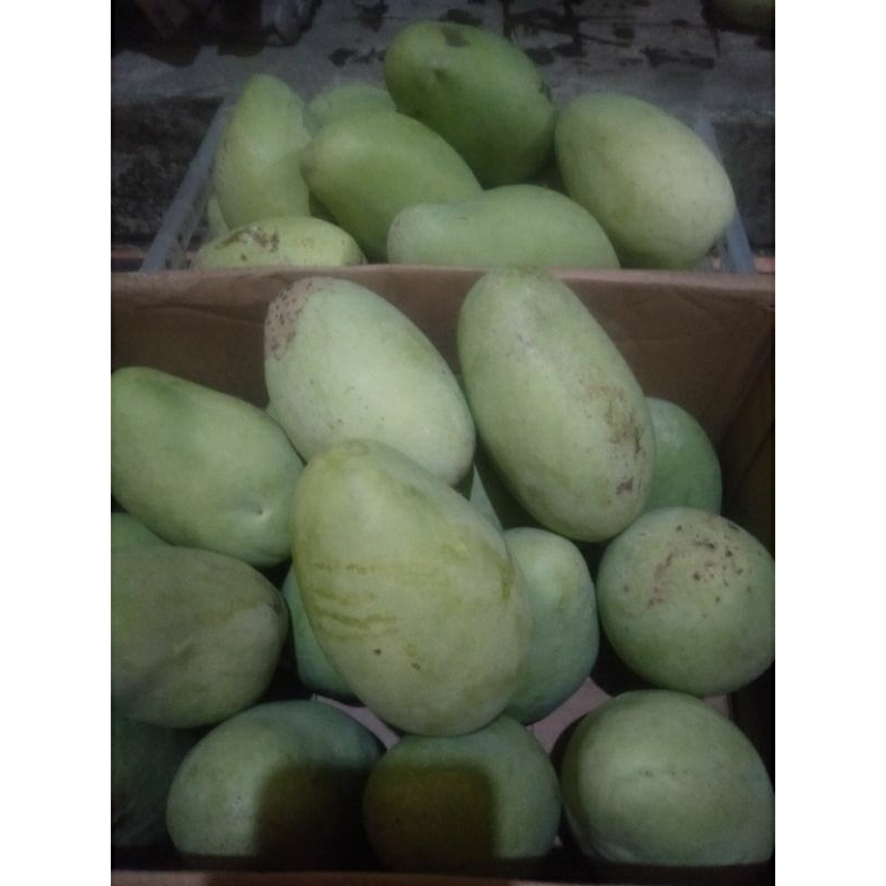 

mangga muda jenis santok