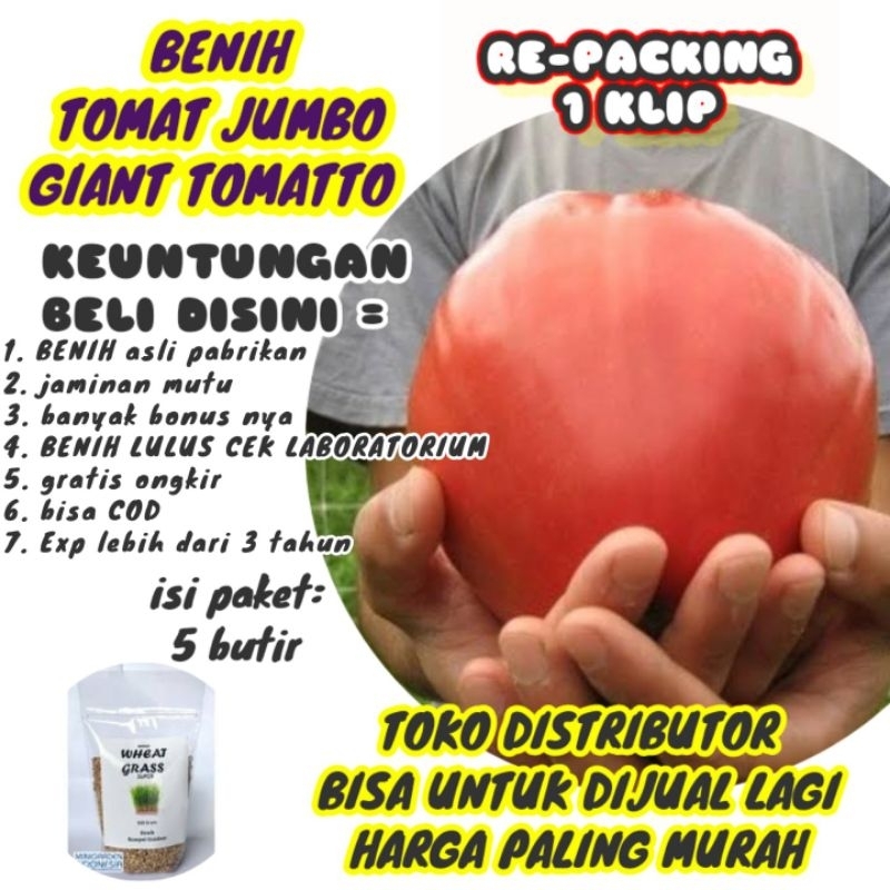 BENIH TOMAT JUMBO