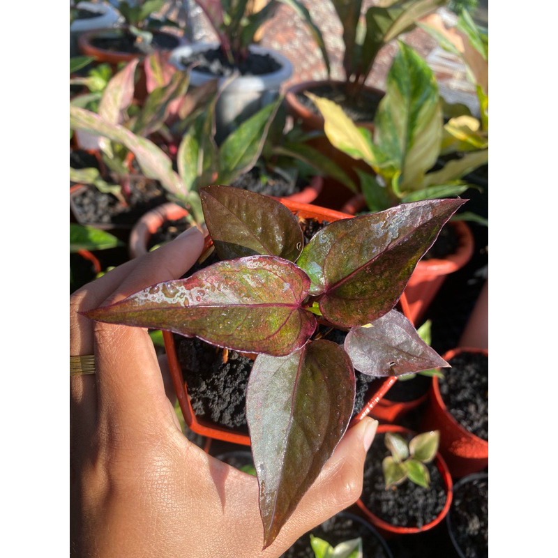 Anthurium Hokeri Pink