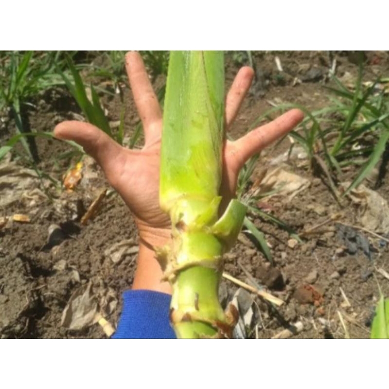 rumput guatemala rumput super pakan ternak