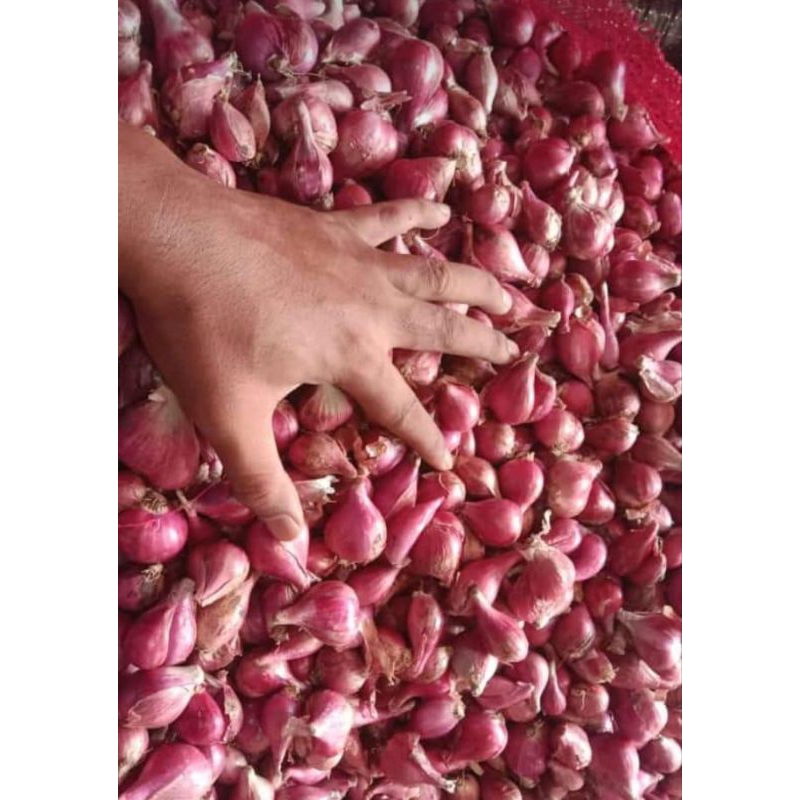 

BAWANG MERAH BREBES 500GR | GRADE B