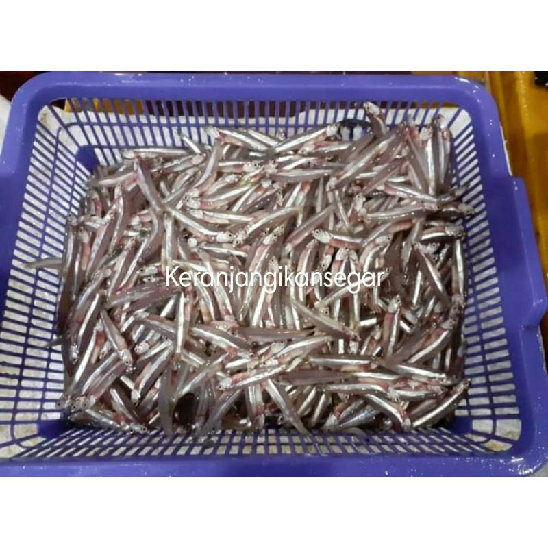 

Ikan teri segar harian berkualitas perkg / ikan teri galer (bukan frozen) free dibersihkan