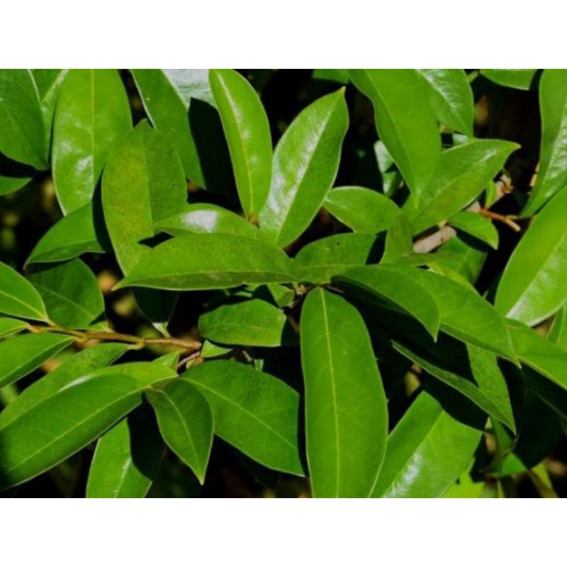 

daun sirsak segar 100 lembar