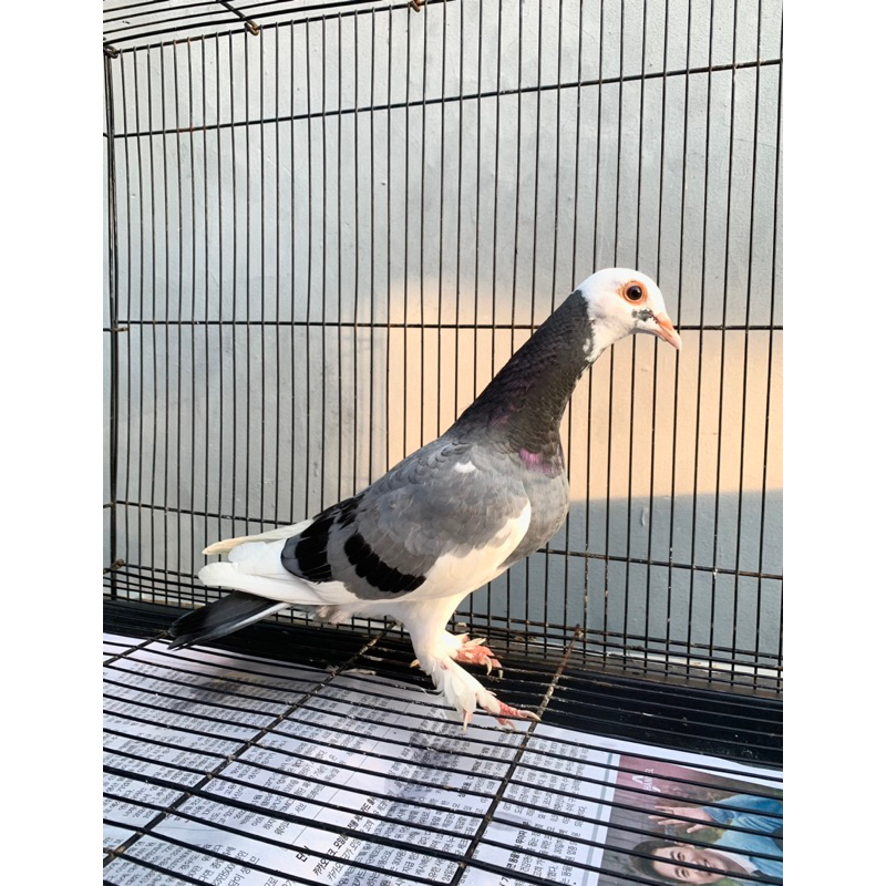 Burung Merpati  BLANTONG Megan Jembros Clean Head Grade A Merpati Tinggi Kolongan