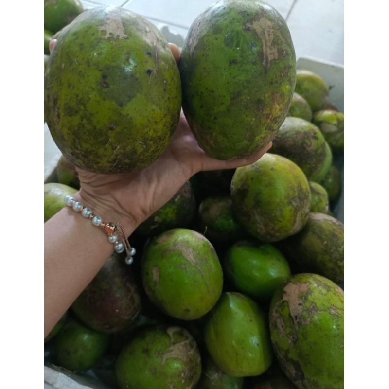 

DONDONG BESAR SEGAR 1.1 KG - FRESH || COCOK UNTUK OLAHAN, RUJAK, DAN LAIN LAIN || STOCK TERBATAS