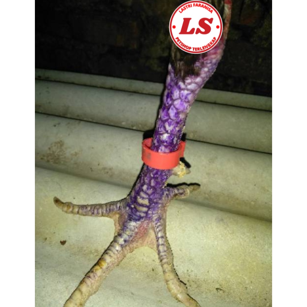 KODE Q39B Gelang Kaki Ayam Ring Kaki Ayam Gelang Kaki Ayam Bangkok Gelang Kaki Ayam Nomor Gelang Kak