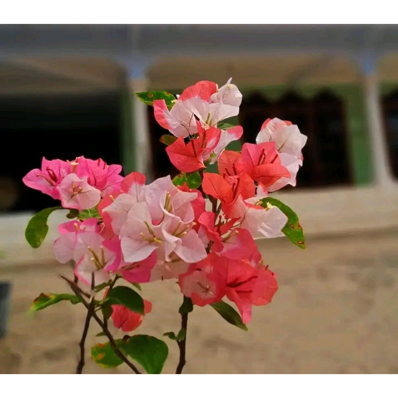 Bougenville id Maharani sambungan