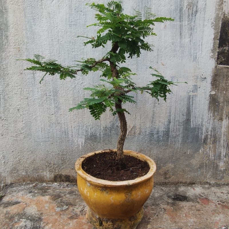 Bonsai Asam Jawa